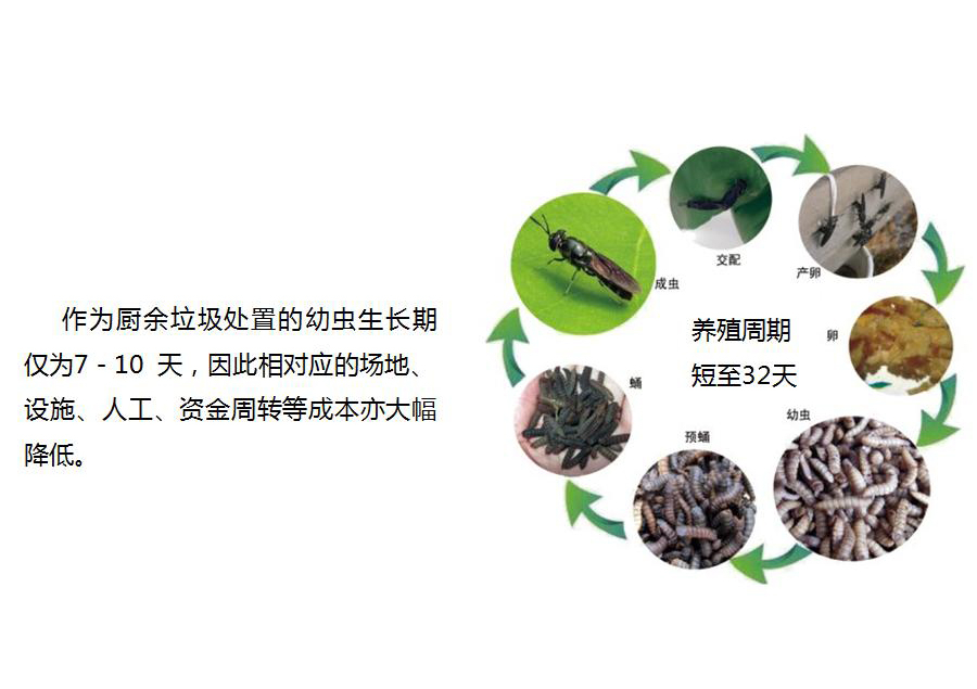 黑水虻怎么處理餐廚垃圾？